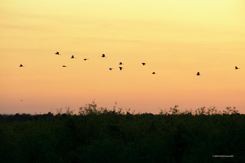 20090220_181519 D3 P1 5100x3400 srgb.jpg - Loxahatchee National Wildlife Preserve